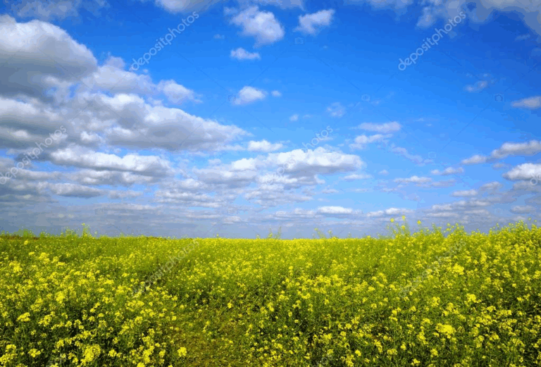 Image d7mnreus1f.png